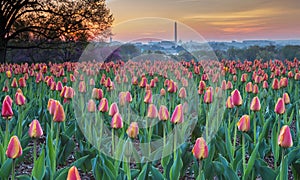 Hillside Tulip Garden Arlington Virginia photo