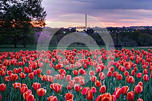 Hillside of Tulips Overlooking Washington DC Monuments