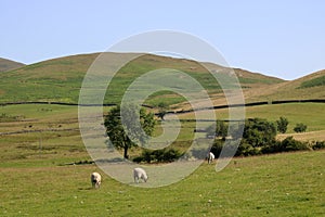 Hillside view with sheep in Howgill fells