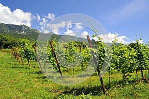 Hillside vineyard with green leaves