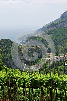 Hillside vineyard at Ravello