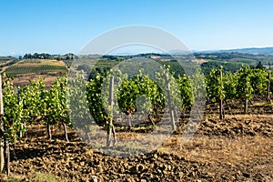 Hillside vineyard in Tuscany