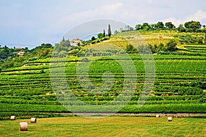 Hillside vineyards Bergamo scenery Lombardy Northern Italy