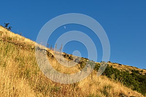 A hillside with yellow grass and trees against the sky with the moon