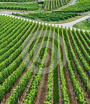 Hillsides near Rudesheim covered with grape vines photo