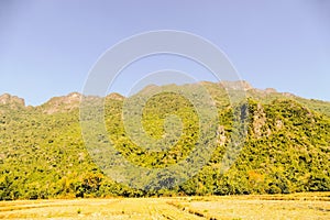 Hillslope densely covered with lush greenery under a clear sky