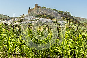 The hilltop fortress in the town of Montefrio, Spain appears above a vegetation screen