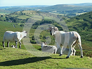 Hilltop sheep photo