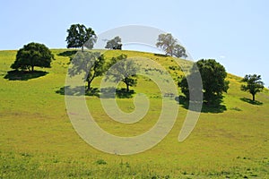 Hilltop With Trees