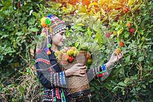 Hilltribe farmers harvest products from rambutan