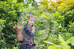 Hilltribe farmers harvest products from rambutan