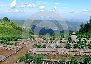 Hilltribe Strawberry field on the mountain