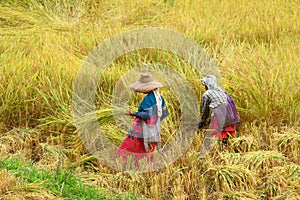 Hilltribe women farmer in paddy rice field