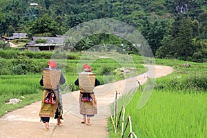 Hilltribe women near paddy fields walking up