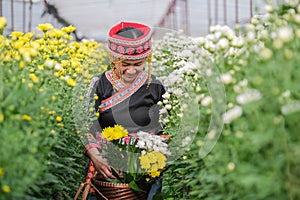 Hilltribe women in northern Thailand picking chrysanthemums in garden