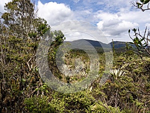 hilly biotope in the Spectacled Bear Reserve. Santuario del Oso de Anteojos. Colombia photo