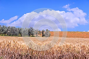 Hilly countryside with cornfield and olive grove in Apulia, Italy.