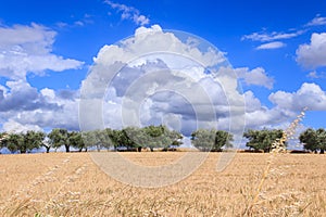 Hilly countryside with cornfield and olive grove in Apulia, Italy.