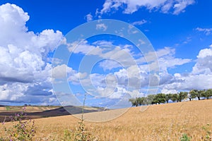 Hilly countryside with cornfield and olive grove in Apulia, Italy.