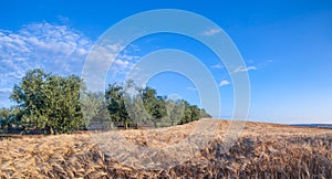 Hilly countryside with cornfield and olive grove in Apulia, Italy.