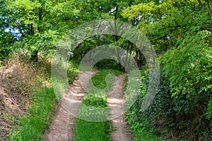 Hilly dirt road in green deciduous forest in summer