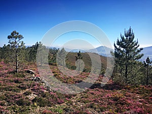 Hilly landscape with flowers and young pine trees in O Baixo Miño, Galicia, Spain, April 2019