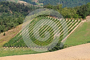 Hilly landscape grape cultivation