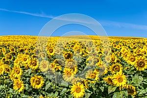 Hilly landscape with a huge sunflower field against a blue sky