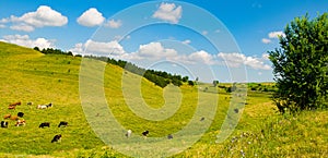 Hilly landscape, meadows and a bright sky. Wide photo
