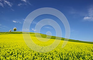Hilly landscape with oilseed rape fields and blue sky.