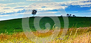 Hilly landscape in Saxony, Germany, with a yellow hayfield and green lush lawn with the silhouette of a tree against cloudy