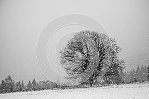 Hilly landscape with solitary tree during heavy snowfall