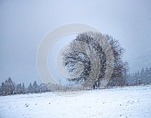 Hilly landscape with solitary tree during heavy snowfall