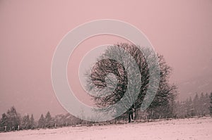 Hilly landscape with solitary tree during heavy snowfall