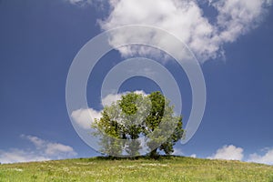 Hilly landscape with solitary tree
