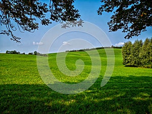 Hilly landscape with trees and green meadow