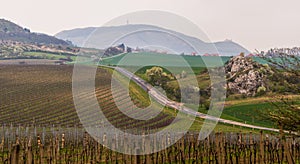 Hilly Landscape of Vineyards