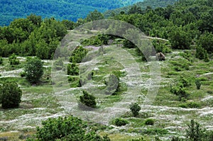 Hilly landscape with white field flowers