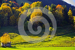 Hilly meadow in lush green with trees in bright autumn leaves