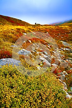 A hilly mountain, the mist at sunrise. Autumn red bushes.