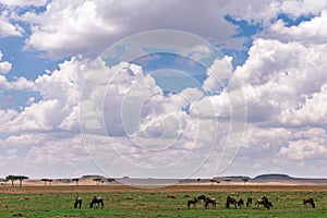 Hilly Mountains Wilderness savannah grassland in the Maasai Mara Triangle National Game Reserve Park And Conservation Areas Explor