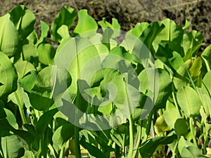 Hilly plants water hyacinth in a quagmire