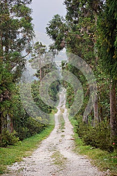A hilly road through forest