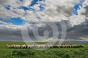 Hilly rural landscape:Alta Murgia National Park.Flock of sheep and goats grazing in a gloomy winter day.Italy,Apulia