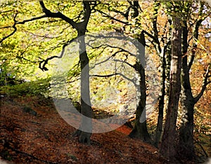 Hilly sloping beech woodland in early autumn with leaves on the