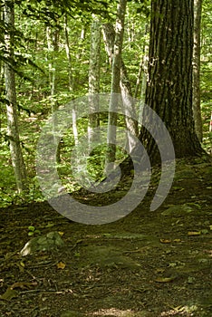 Hilly trail through forest at Connors Farm Conservation Area