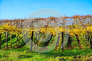 Hilly txakoli grape vineyards, making of Txakoli or chacolà­ slightly sparkling, very dry white wine with high acidity and low