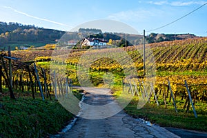 Hilly txakoli grape vineyards, making of Txakoli or chacolà­ slightly sparkling, very dry white wine with high acidity and low