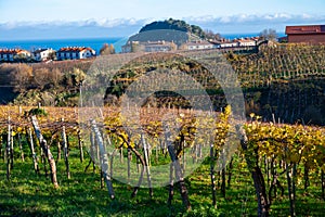 Hilly txakoli grape vineyards, making of Txakoli or chacolà­ slightly sparkling, very dry white wine with high acidity and low