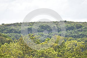 A Hilly View With Forest Trees